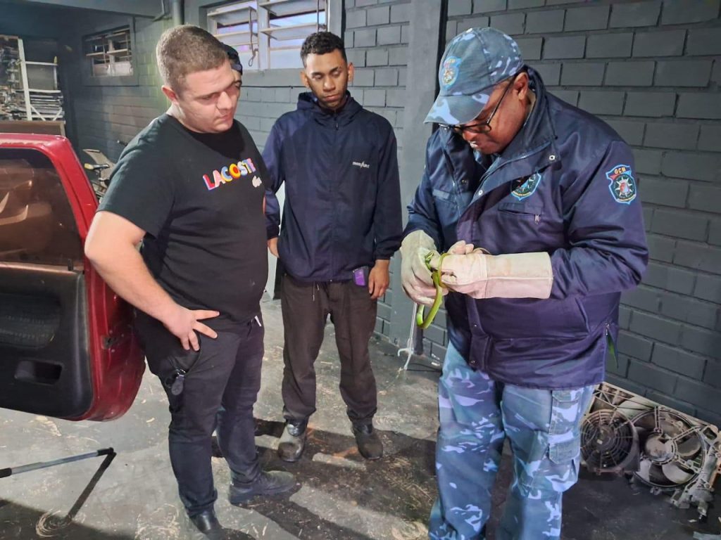 INUSITADO: Cobra é encontrada no sistema do ar-condicionado de um veículo em São Leopoldo CobracipAAresgatadadointeriordearcondicionadodeveAculo31688234864514