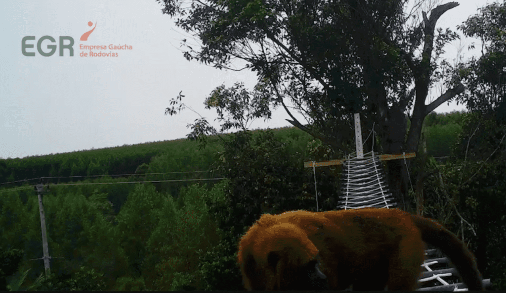 Passarelas Salvam Vidas de Animais na ERS-040 Foto EGR