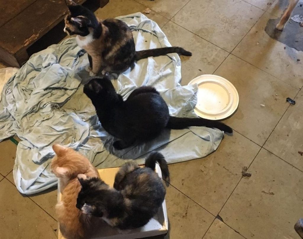 19 animais são resgatados de apartamento em São Leopoldo SempaeGDAresgatam19animaisemapartamentonaCohabFeitoria1692205793853