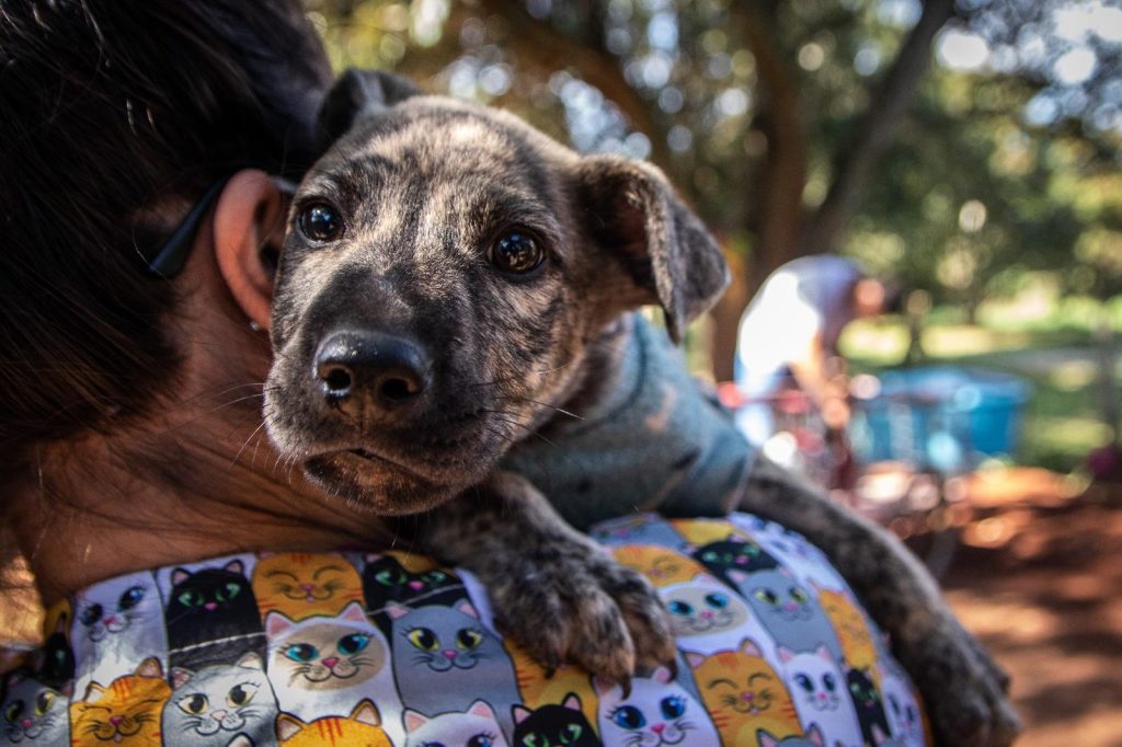 Lei Municipal de São Leopoldo reforça proibição de fogos de artifício barulhentos sempa