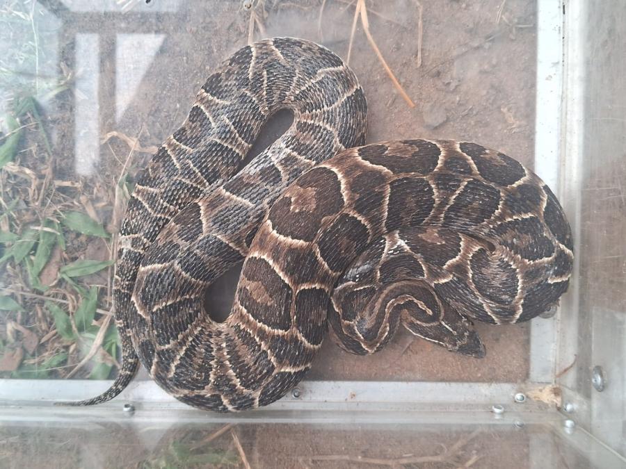 Cobra cruzeira é resgatada no bairro Arroio da Manteiga cruzeira11699891086059 foto