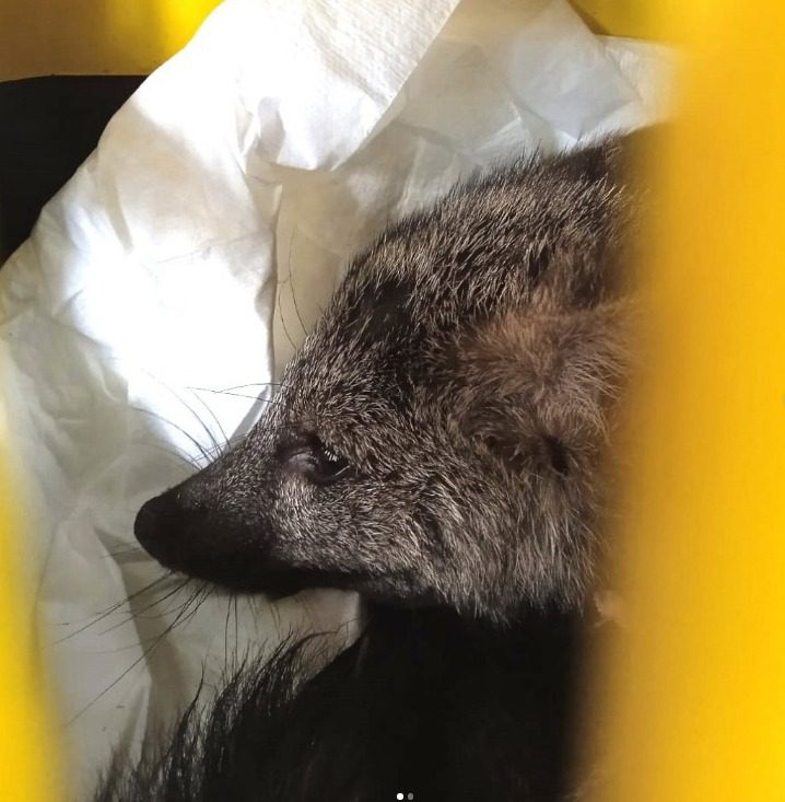 Filhote de graxaim debilitado é resgatado WhatsApp Image 2023 12 21 at 16.33.47