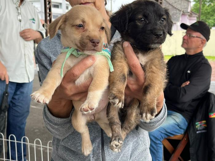Feira de Adoção marca o encerramento de 2023 maior WhatsApp Image 2023 12 22 at 122130 1