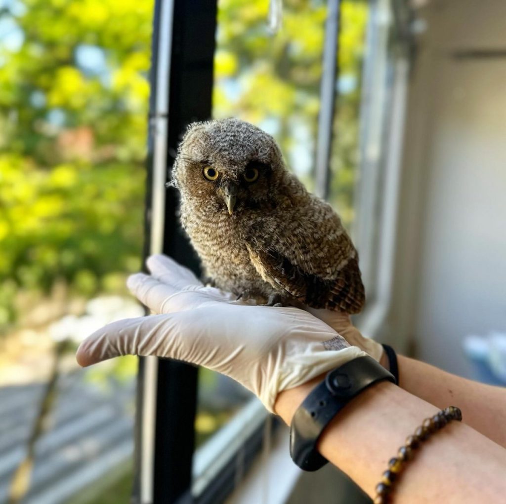 secretaria de meio ambiente de ivoti resgata filhote de corujinha do mato 1