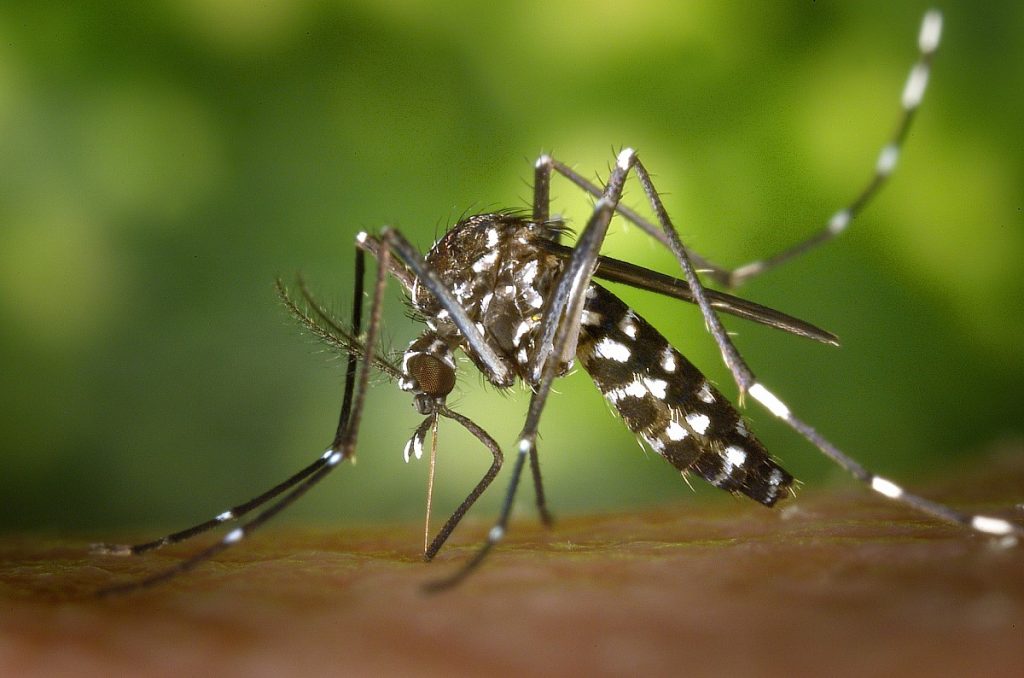Município reforça cuidado contra a proliferação do Aedes aegypti 8d5c068231da487ac1caf33e5f46b397