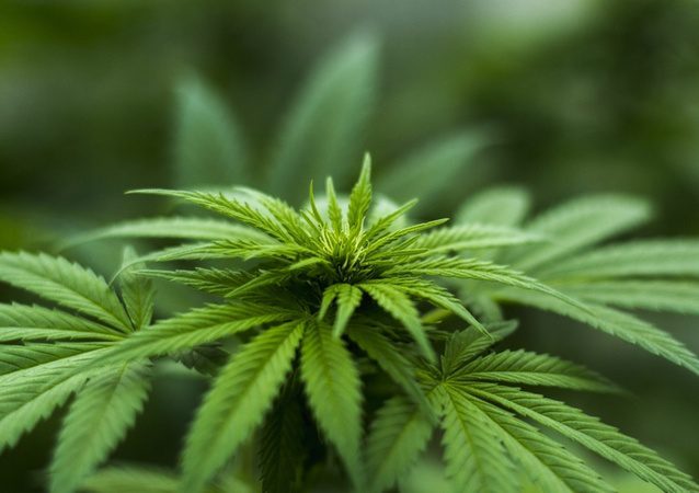 Câmara de Porto Alegre aprova a criação de programa para uso medicinal da cannabis Cannabis
