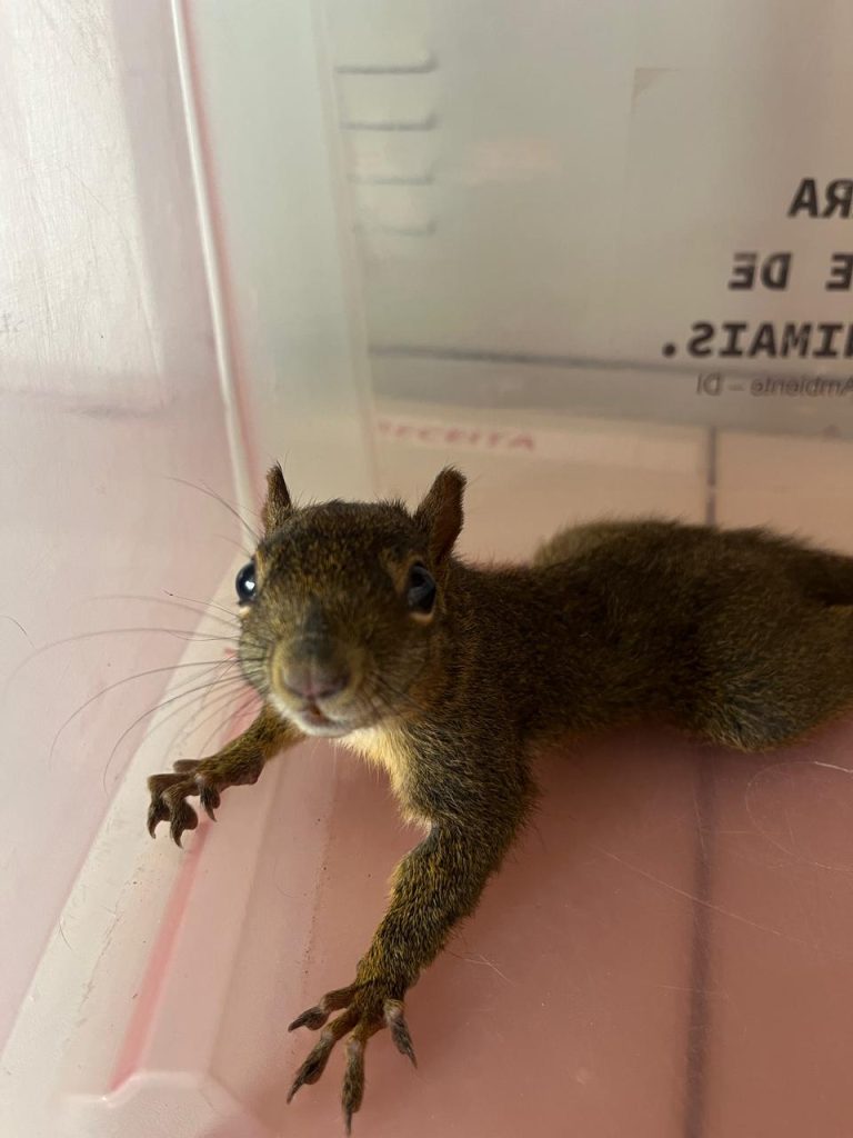 Esquilo é resgatado em Dois Irmãos Esquilo e resgatado em Dois Irmaos 1