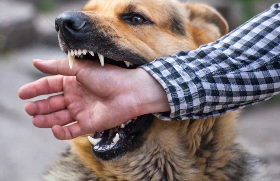 Como agir em possíveis casos de contaminação pelo vírus da raiva? WhatsApp Image 2024 01 04 at 13.55.15