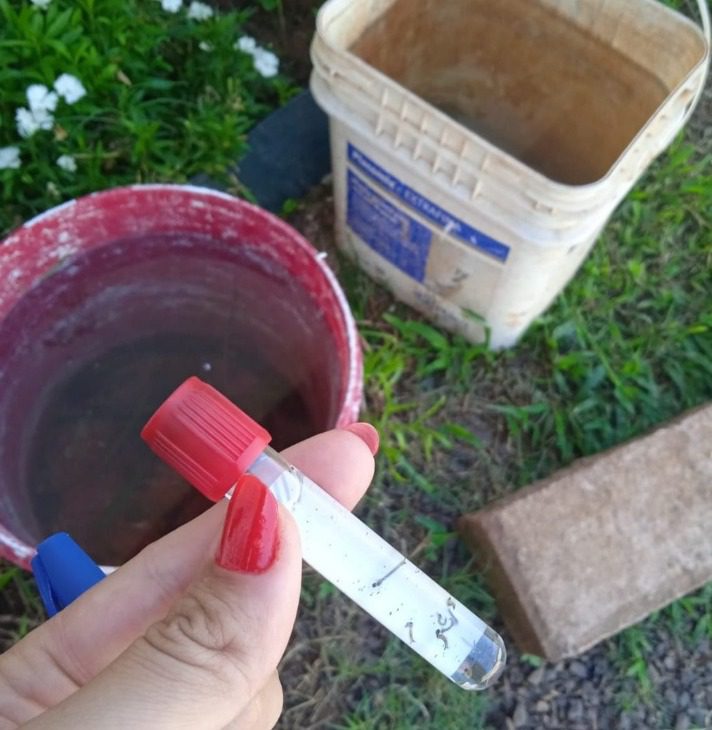 Vigilância em Saúde reforça sobre os cuidados básicos para prevenção da dengue WhatsApp Image 2024 01 15 at 17.09.08
