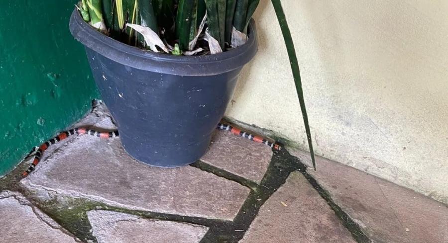 Cobra-coral venenosa é resgatada no bairro Santa Tereza coral11706555334380 foto