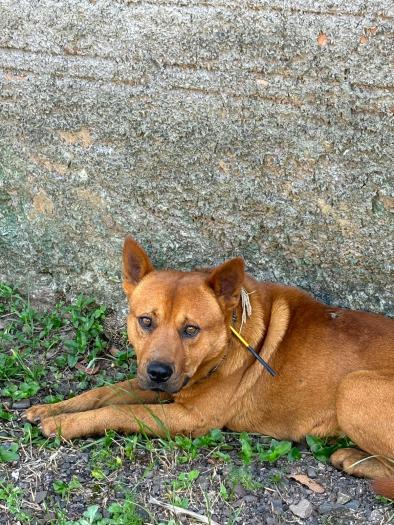 Cachorro é atendido com dardo no pescoço maior WhatsApp Image 2024 01 05 at 124257