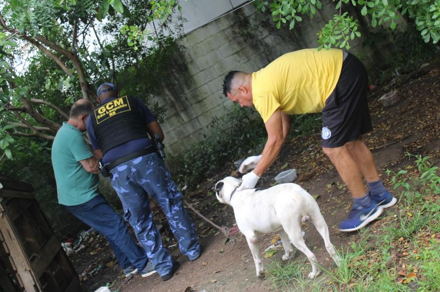 Cachorro que foi agredido é resgatado; agressor ainda deve ser indiciado sempagcmresgate21705002178512 foto