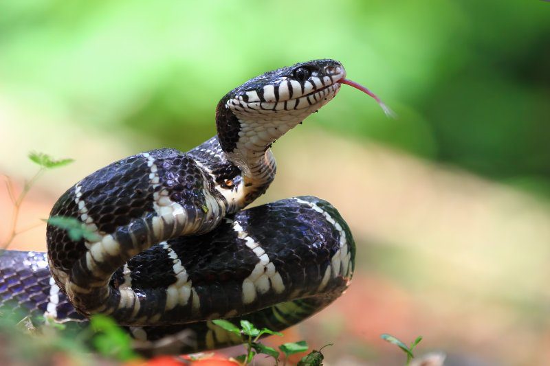 Verão exige cuidado redobrado com cobras: confira algumas orientações para evitar acidentes whatsapp image 2024 01 17 at 10.02.11 am