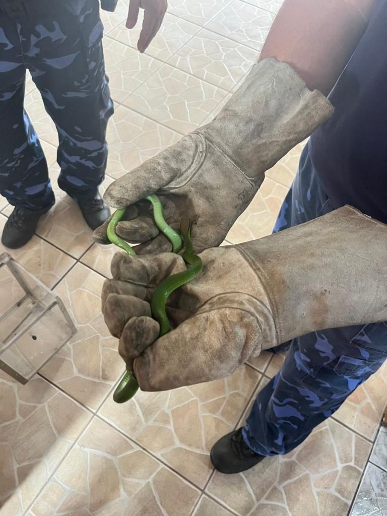 Cobra cipó é capturada na Vila Tereza cobracipo51707328191299 foto