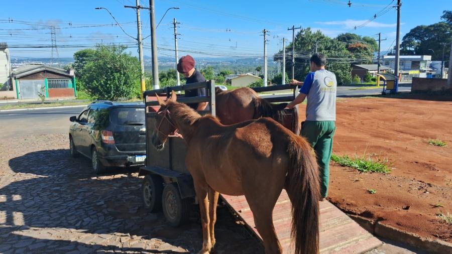 Mobilização de esforços para proteger cavalos abandonados gda31708367229095 foto