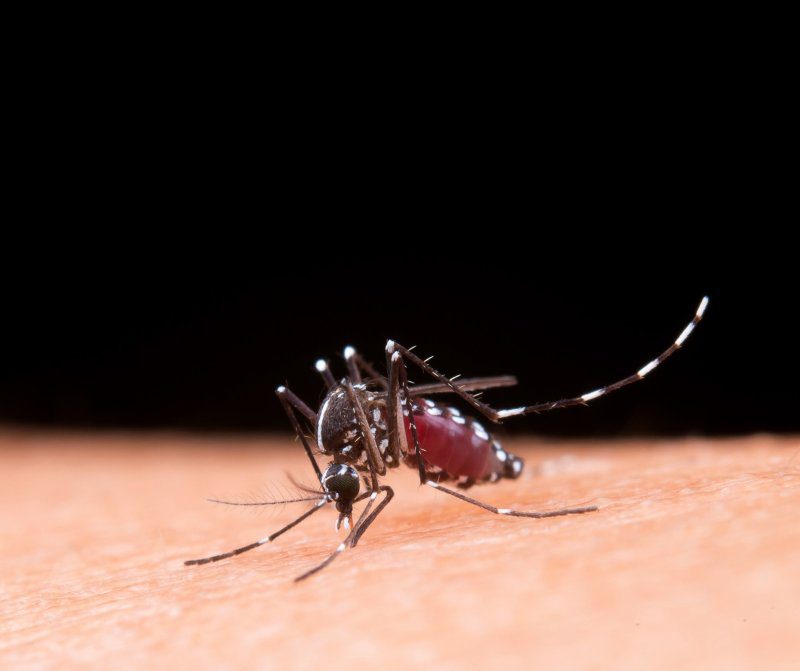 Sábado tem mutirão contra a dengue: veja como vai funcionar whatsapp image 2024 02 16 at 8.52.52 am