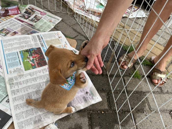 Feira de Adoção continua unindo famílias e pets em Estância Velha 2 Foram realizadas mais de 100 adocoes responsaveis de animais em 2024