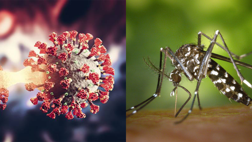 Dengue e covid: entenda a diferença entre os sintomas Covid e dengue (Foto: Divulgação)