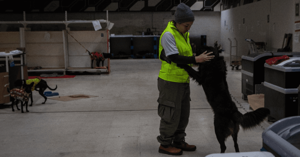 Abrigo de animais em São Leopoldo fornece ração para tutores Pets Rações São Leopoldo Tutores