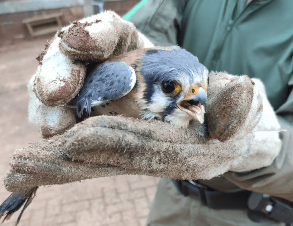 Cágados e gavião são libertados em ações de preservação na região Foto: Divulgação/GDA