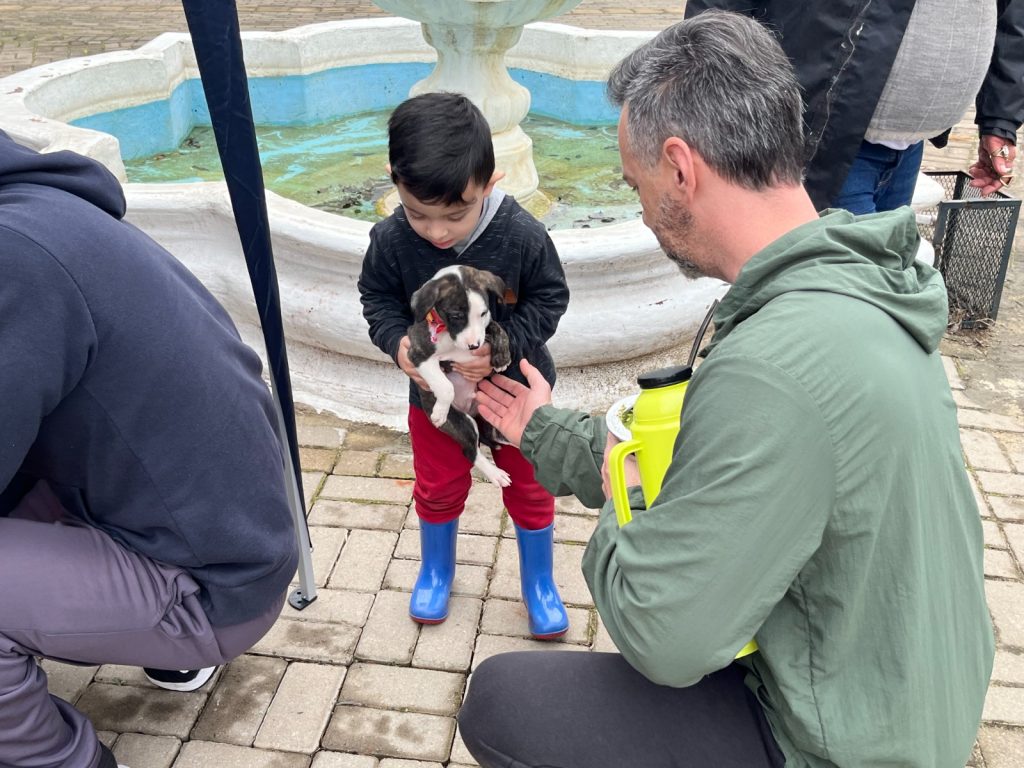 Feira de adoção de cães e gatos neste final de semana Fotos: Vitoria Constante (Decom/PMEV)