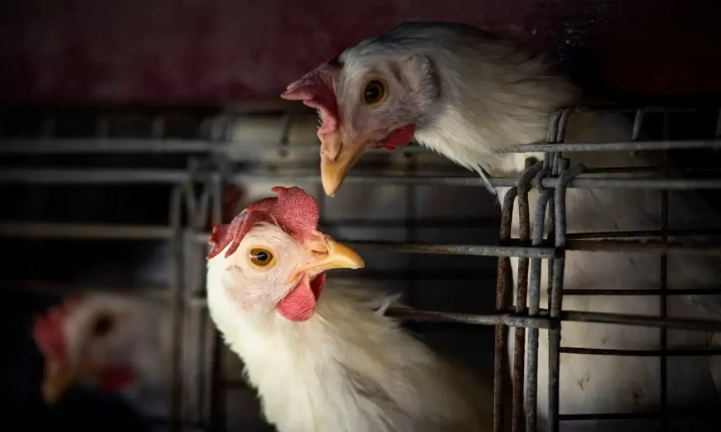 Fim da emergência zoossanitária pela doença Newcastle em aves aviário avicultura Newcastle