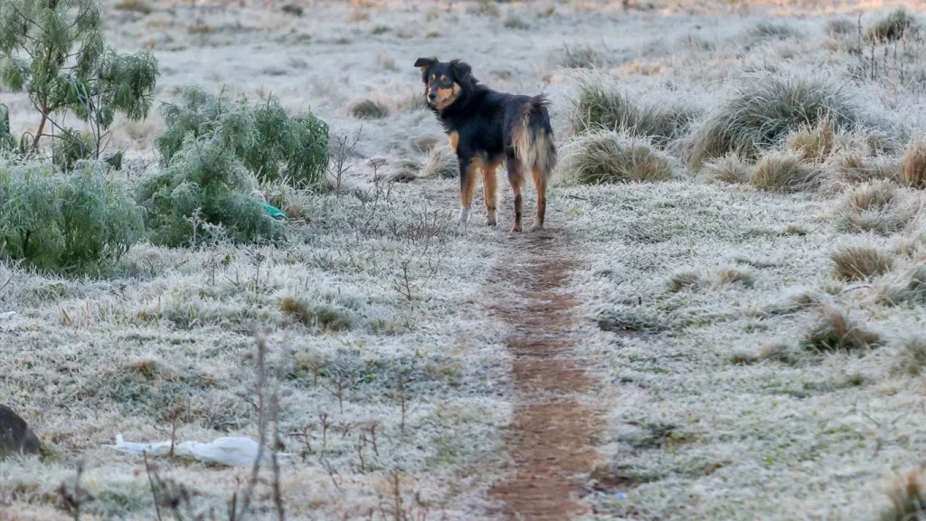 frio cão geada campo foto metsul reprodução