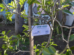 Sindilojas Vale Germanico plantio de muda arvores Sindi Verde Foto Esther Ellwanger Sindilojas Vale Germanico 3 123456