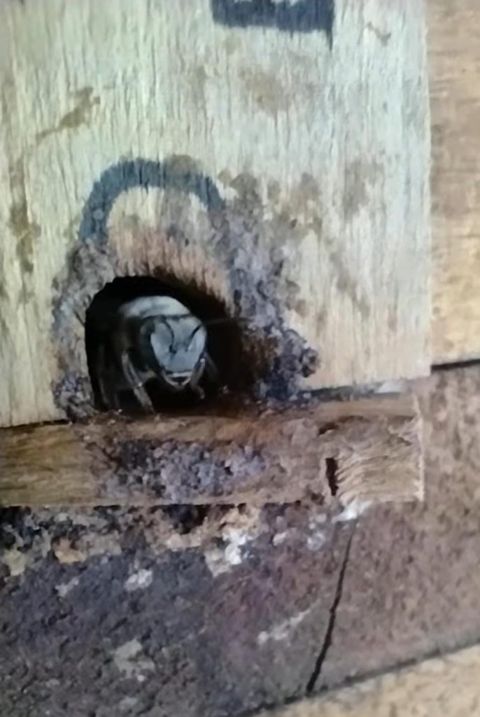 abelhas sem ferrao nativa especie Jatai