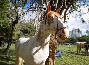 Expointer da superação começa dia 24 de agosto; veja programação 2 cavalo Expointer, cavalo Expointer, Governo do Estado