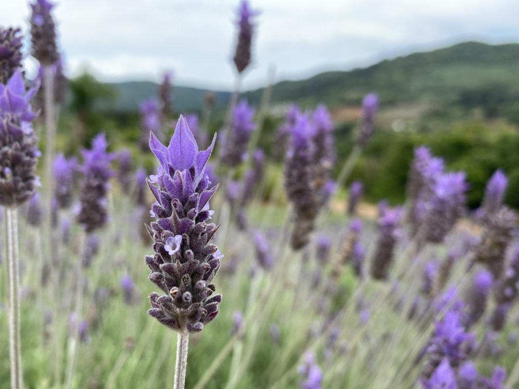 Tudo pronto para a 6ª Festa Nacional da Lavanda flor de Lavanda em Morro Reuter