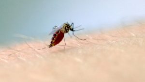 Operação Verão Total será aberta neste sábado, em Cidreira 1 Mosquito Aedes aegypti - Foto Fiocruz Imagens
