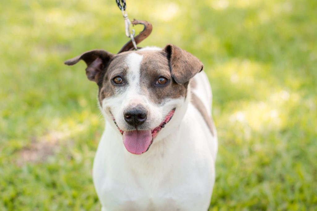 Parcão recebe a primeira feira de adoção de animais de 2025 7dde5030 ed0b 44f3 8e63 032655a0875a