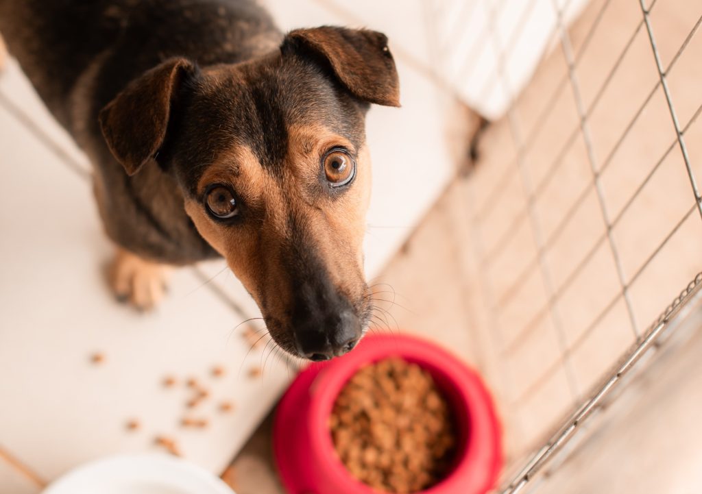 Feiras de adoção semanais retornam para a Praça do Imigrante WhatsApp Image 2025 03 06 at 15.00.06
