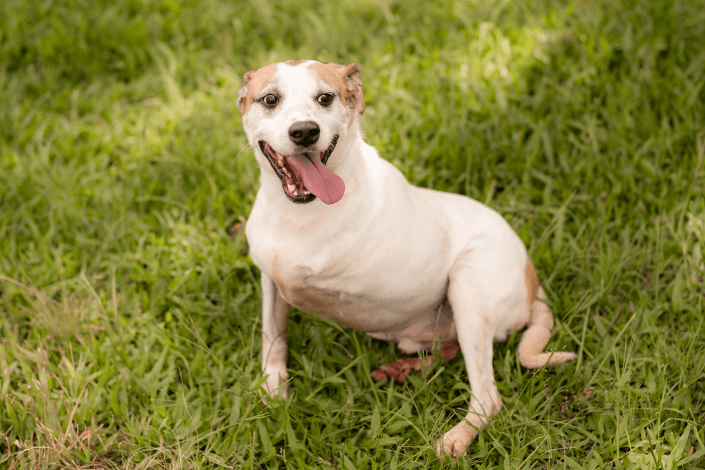 Canil Municipal realiza segunda feira de adoção do ano na Praça do Imigrante imagem 2025 03 18 190659783