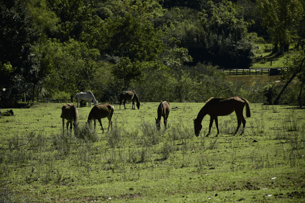 Cavalos resgatados estão disponíveis para adoção imagem 2025 05 12 183925704