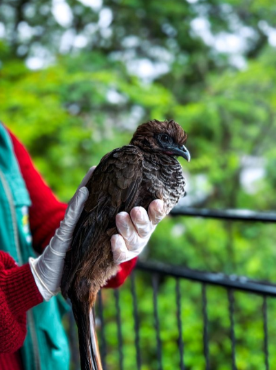 Resgate da ave aracuã-escamoso que estava ferida reforça a importância da preservação da fauna em Ivoti Ave aracuã-escamoso que foi resgatada por moradores em Ivoti. Foto: Divulgação/Prefeitura de Ivoti