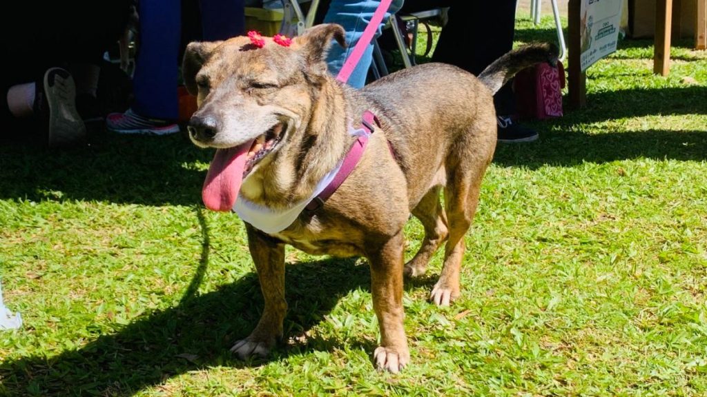 Dezembro Verde, uma campanha que alerta sobre abandono de cães e gatos no país Ação de conscientização da Prefeitura de Novo Hambrugo sobre o Dezembro Verde, que reforça o cuidado e a responsabilidade com os animais. Foto: Ramon Belmonte/PMNH
