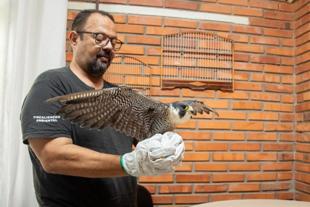 O biólogo Carlos Normann segura um falcão-peregrino resgatado, que recebeu os primeiros cuidados após ser encontrado ferido no bairro Ideal. Foto: Ramon Belmonte/PMNH