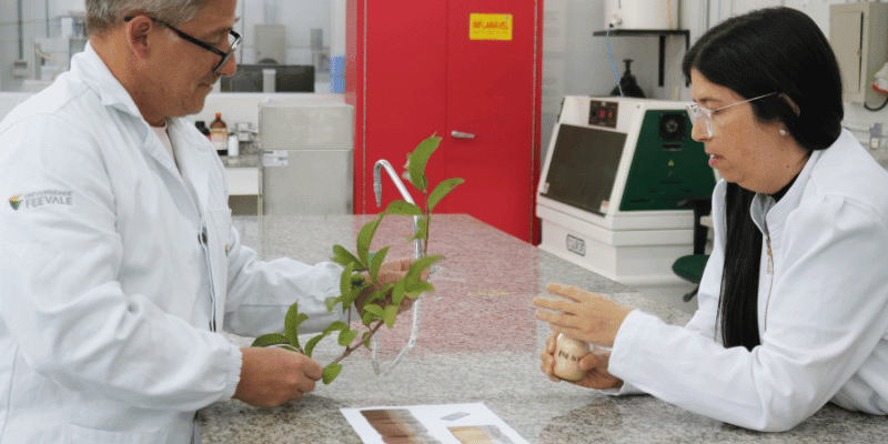Feevale conquista patente para uso de folha de goiabeira em biomateriais metálicos Pesquisadores da Feevale desenvolvem extrato a partir de folhas de goiabeira para aplicação na modificação de superfícies metálicas em implantes. Foto: Aline de Melo/Universidade Feevale
