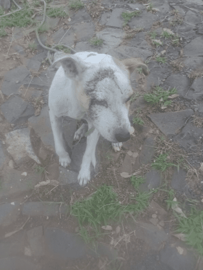 Cão de 10 anos é encontrado ferido em área de mata em Ivoti Cão encontrado ferido em Ivoti foi resgatado após ser localizado amarrado em uma área de mata no bairro 25 de Julho. Foto: Divulgação/Prefeitura de Ivoti