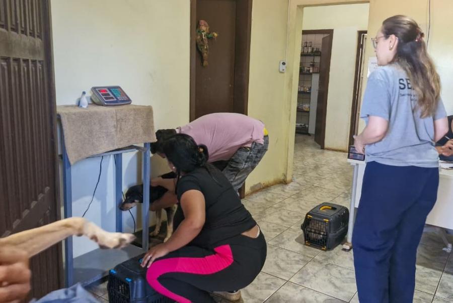 Castração de animais é realizada para comunidade venezuelana no bairro São Geraldo, em São Leopoldo Cerca de 30 procedimentos de castração de animais estão sendo realizados gratuitamente para famílias em situação de vulnerabilidade social. Foto: Laira Tapia