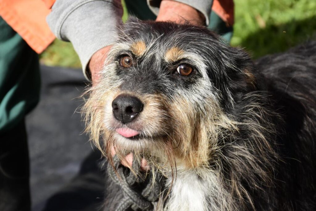 Lar temporário amplia acolhimento de animais resgatados enquanto aguardam uma adoção definitiva. Foto: Weslei Fillmann/PMNH