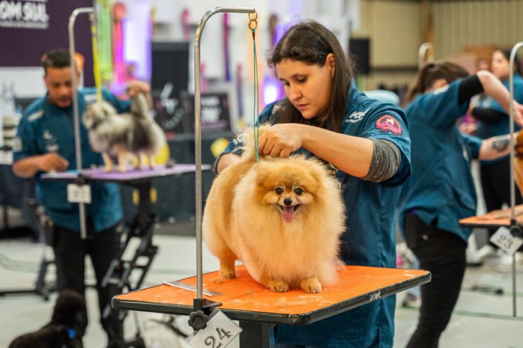 Feipet 2026 terá o tradicional Campeonato de Tosa Groom Sul, que chega aos 10 anos reunindo profissionais da estética animal. Foto: Diego Soares/Divulgação