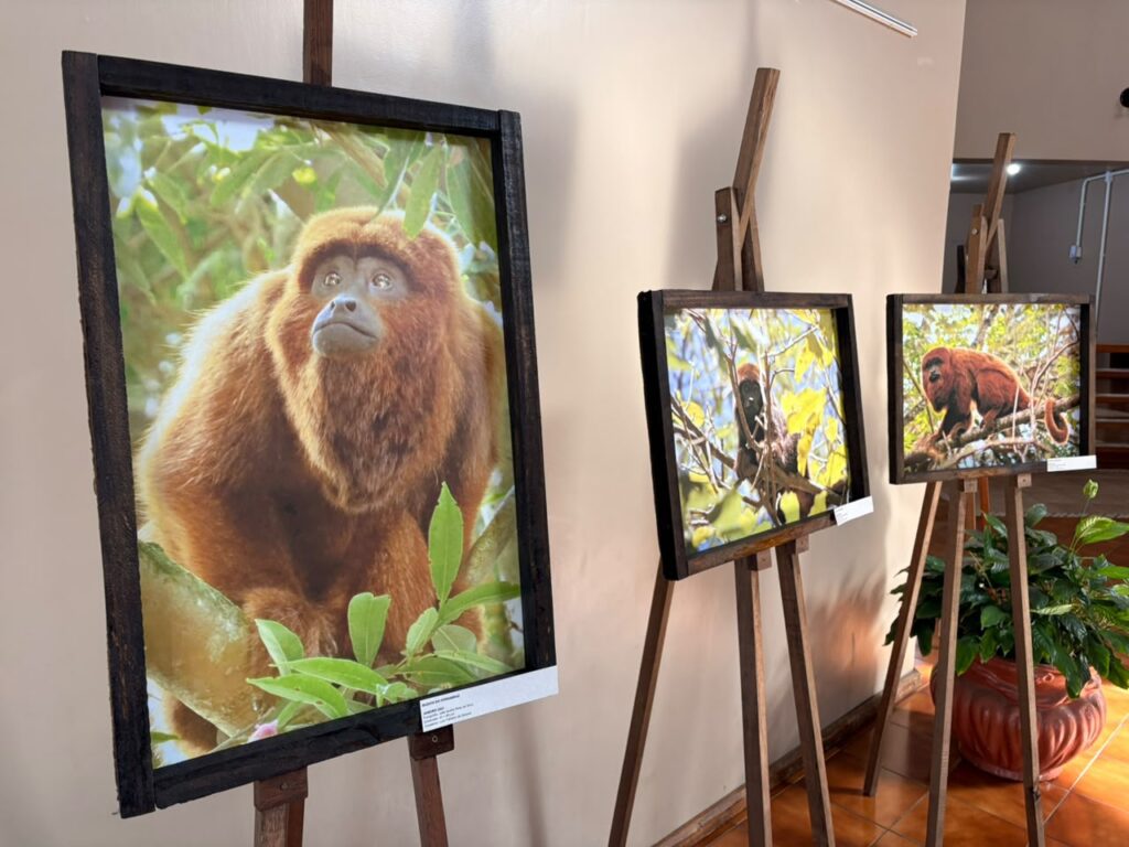 Exposição Bugios do Ferrabraz apresenta registros dos animais que vivem no Morro Ferrabraz e incentiva a preservação ambiental. Foto: Divulgação/Reprodução Prefeitura de Sapiranga