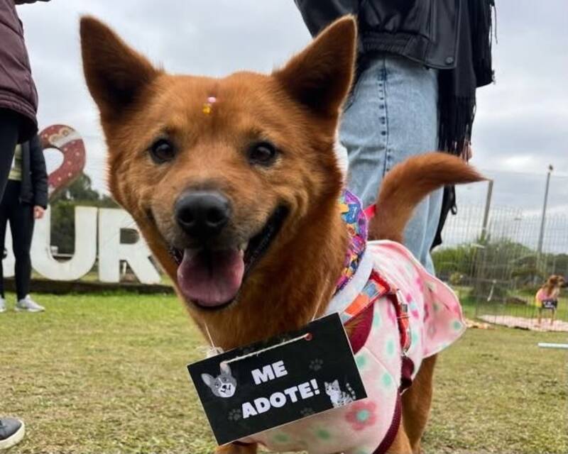 Novo Hamburgo promove feira de adoção de cães no Parcão Maria Joaquina aguarda por uma nova família e espera encontrar um lar durante a ação de adoção responsável no Parcão. Foto: Nícolas Rodrigues/PMNH