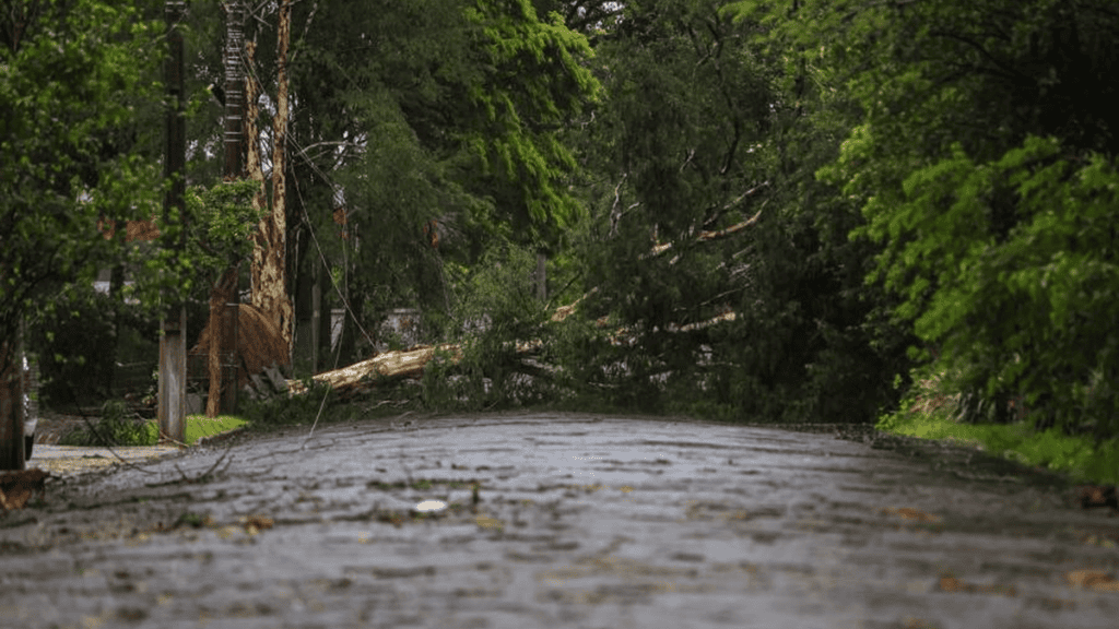 São Leopoldo dispensa autorização prévia para podas emergenciais após temporal Resultado da analise 1