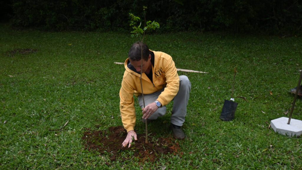Dois Irmãos conclui plantio de 500 árvores nativas em vias públicas plantio arvores