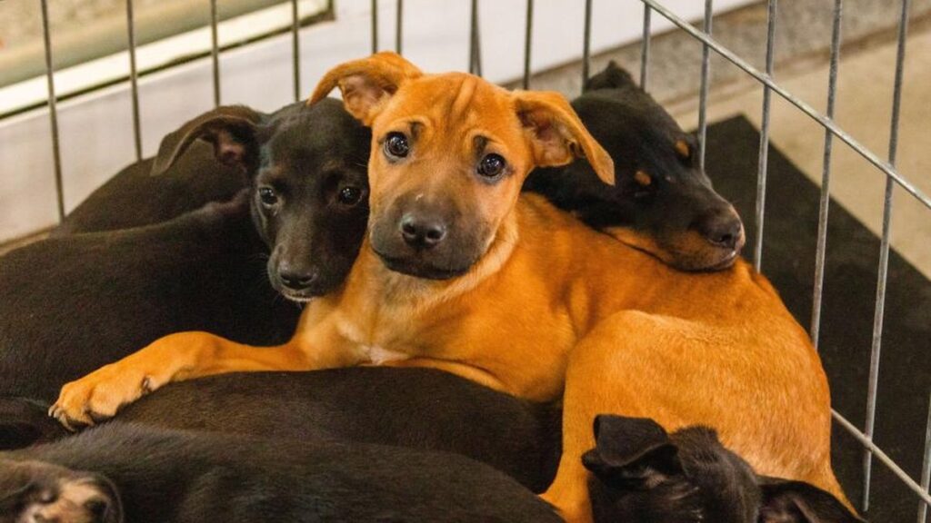 Semana Amigo Bicho terá adoção de animais e entrega de 15 baias em São Leopoldo Cães deitados juntos em um espaço com grades, em foto de divulgação da Semana Amigo Bicho São Léo.