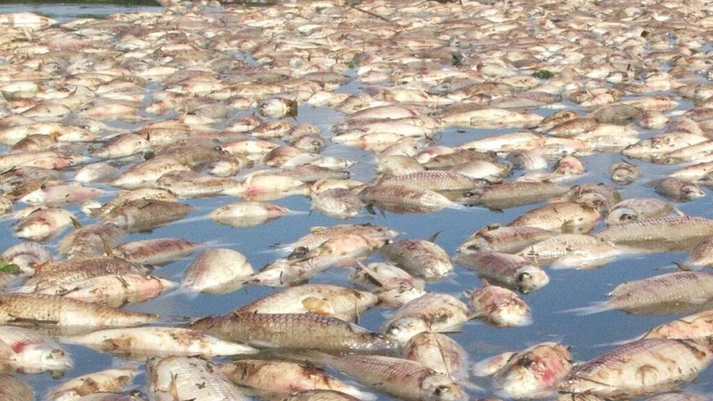 Vinte anos após mortandade de peixes no Rio dos Sinos, Justiça determina indenização de R$ 8,37 milhões mortandade peixes wordpress 1200x675